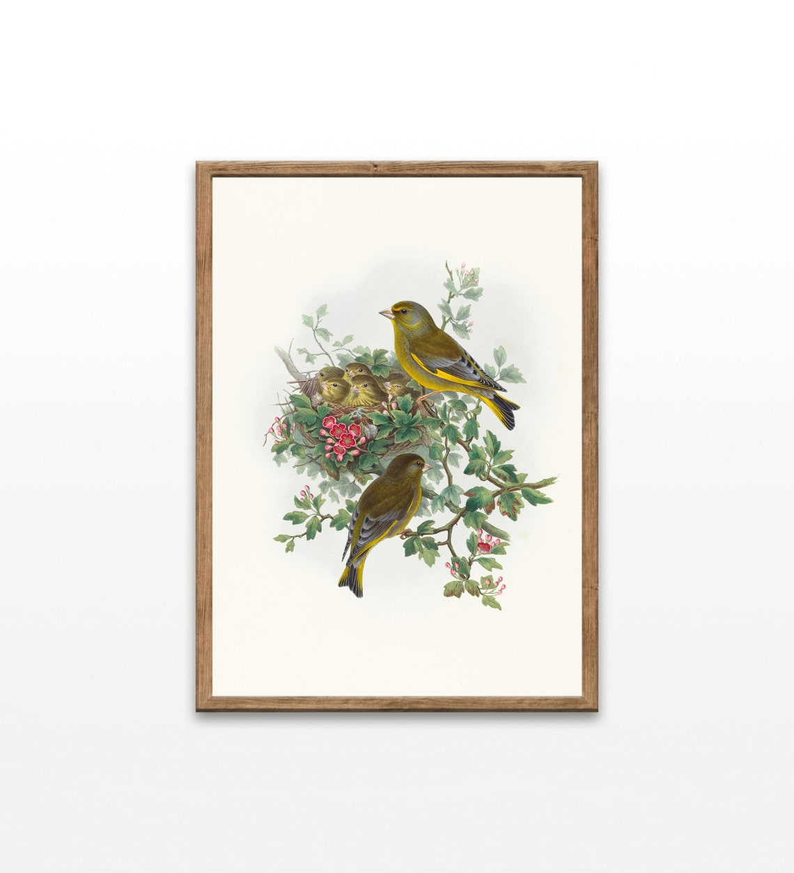 Greenfinch Family Nesting Vintage Bird Illustration Antique Art Poster