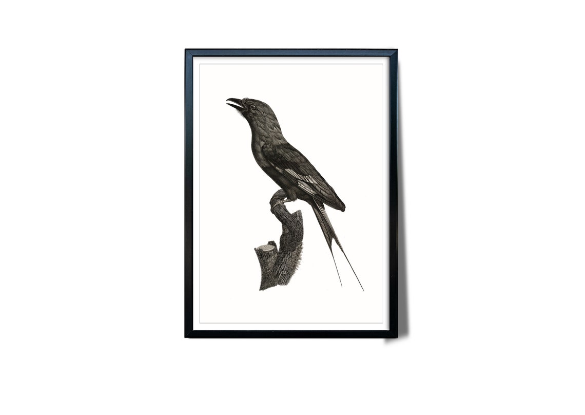 Antique Engraving Dark Long Tailed Bird Branch Classic Wall Art Poster - Image 3