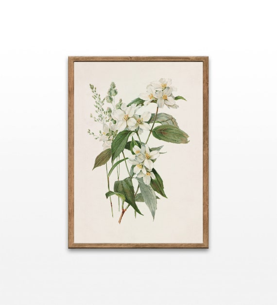 Vintage Botanical Flower Illustration Art Print