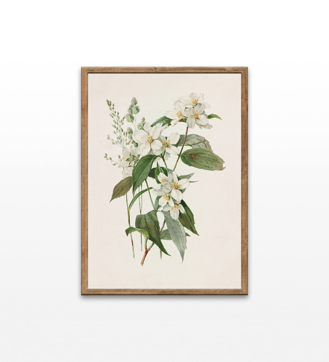 Vintage Botanical Flower Illustration Art Print