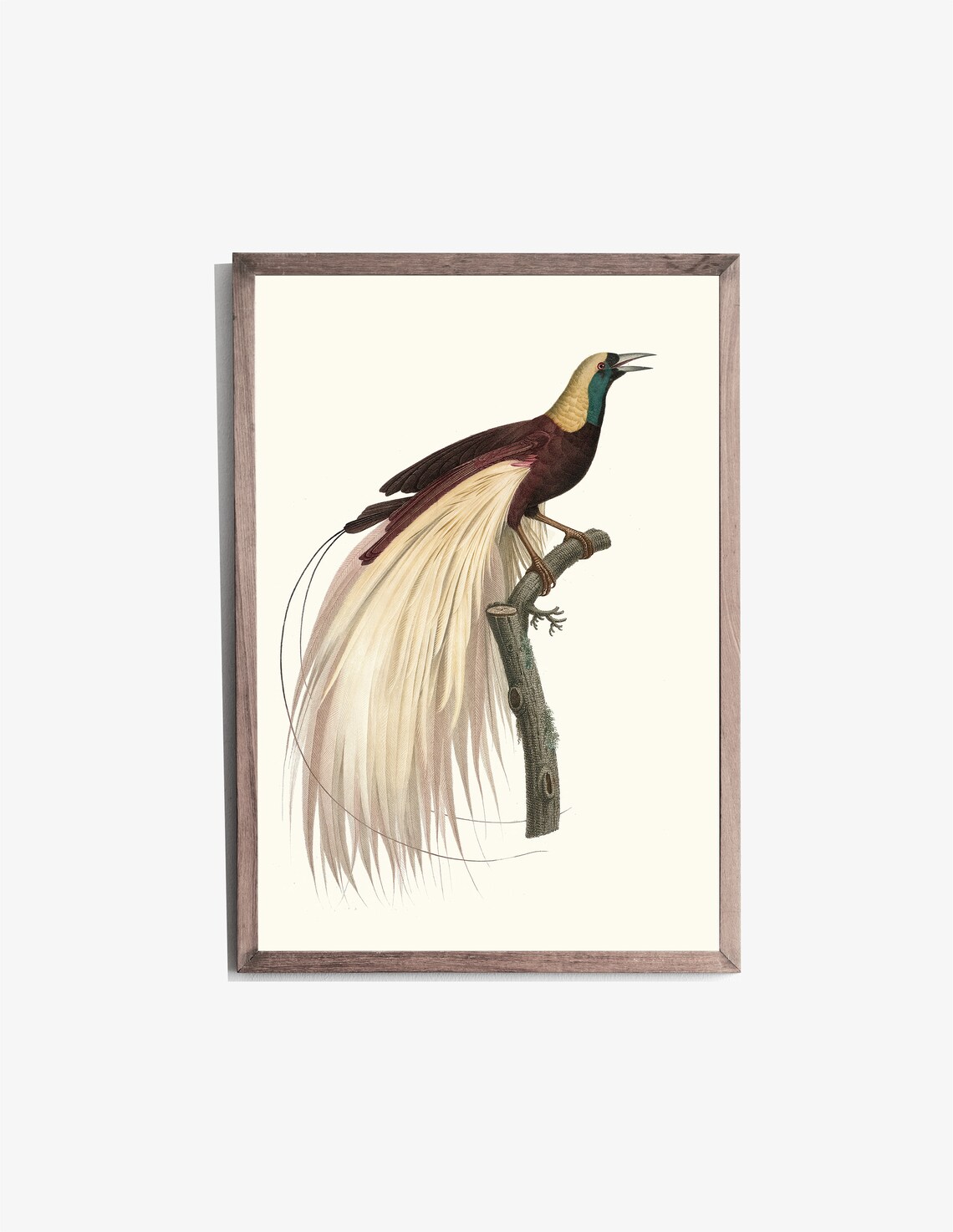 Emperor Bird Of Paradise Golden Plumes Vintage Illustration Art Poster