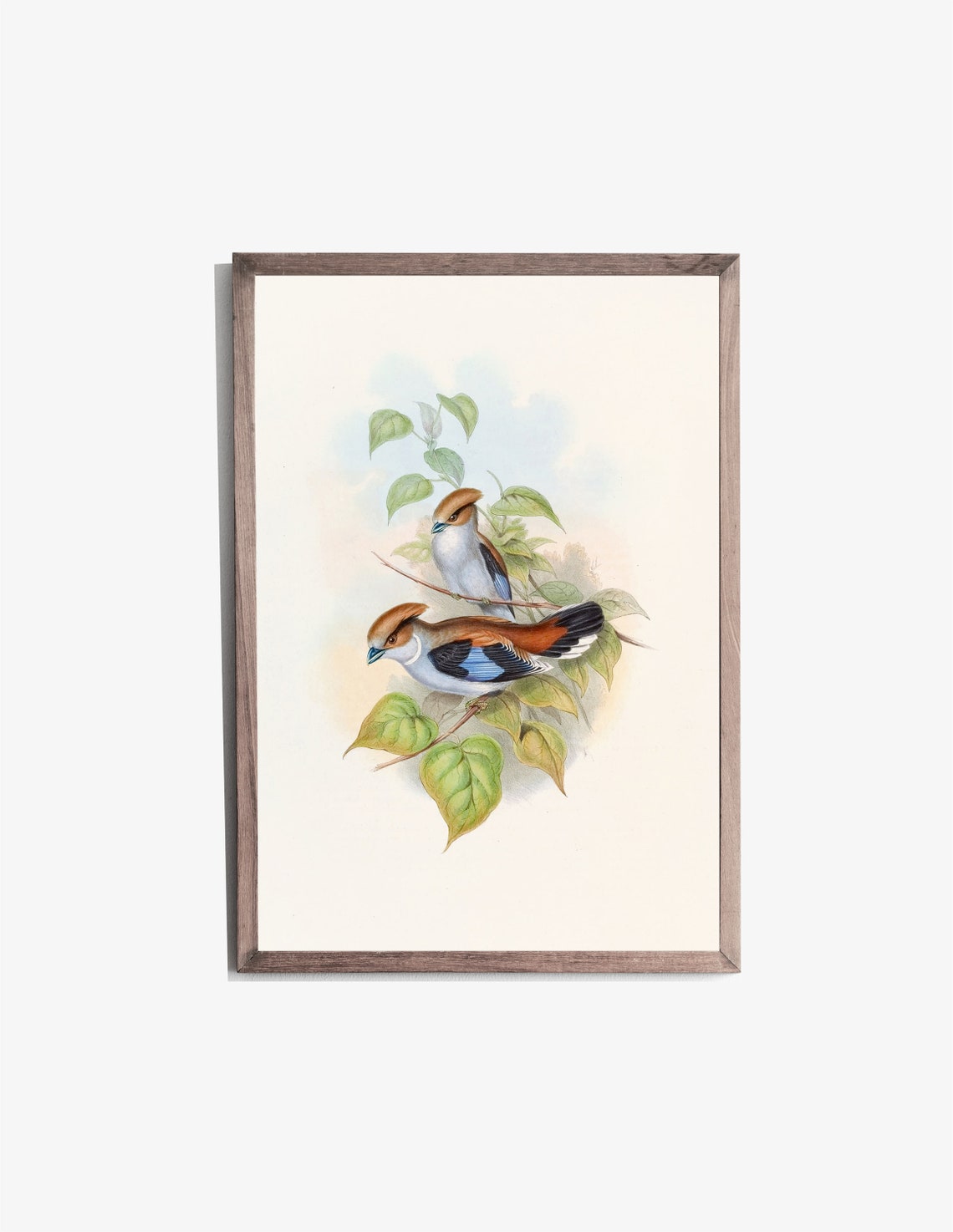 Vintage Songbirds Pair Chestnut Crests Blue Wings Botanical Art Poster - Image 2