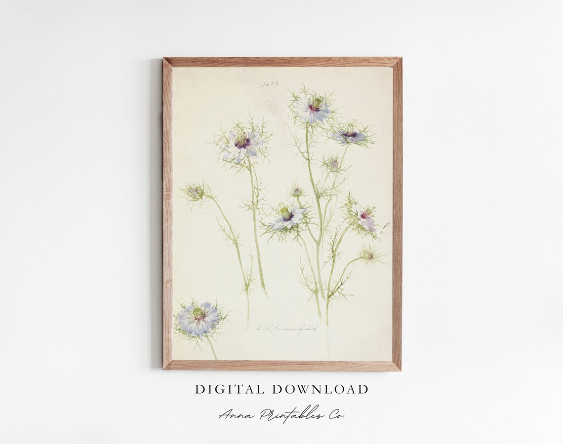 Antique Love in a Mist Botanical Illustration Wildflower Art Poster