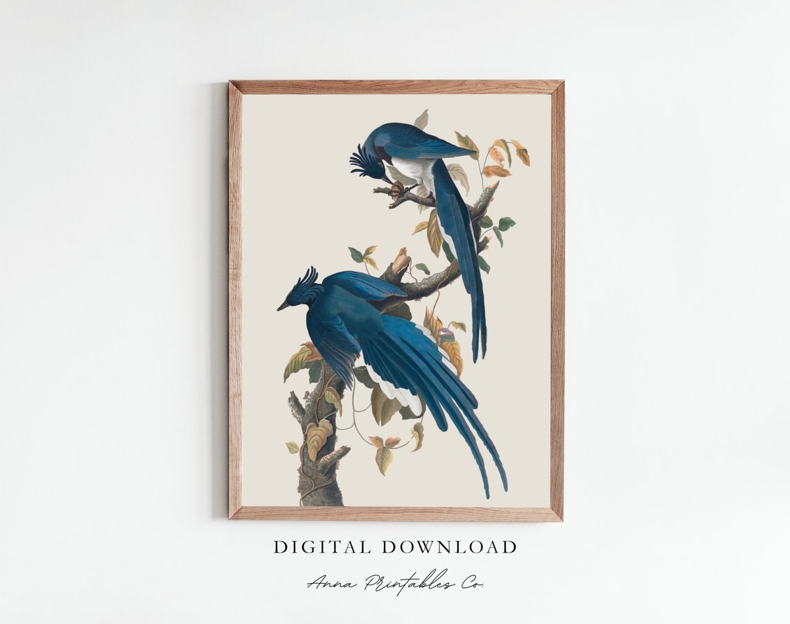 Antique Columbia Jay Blue Birds Vintage Pair Naturalist Poster
