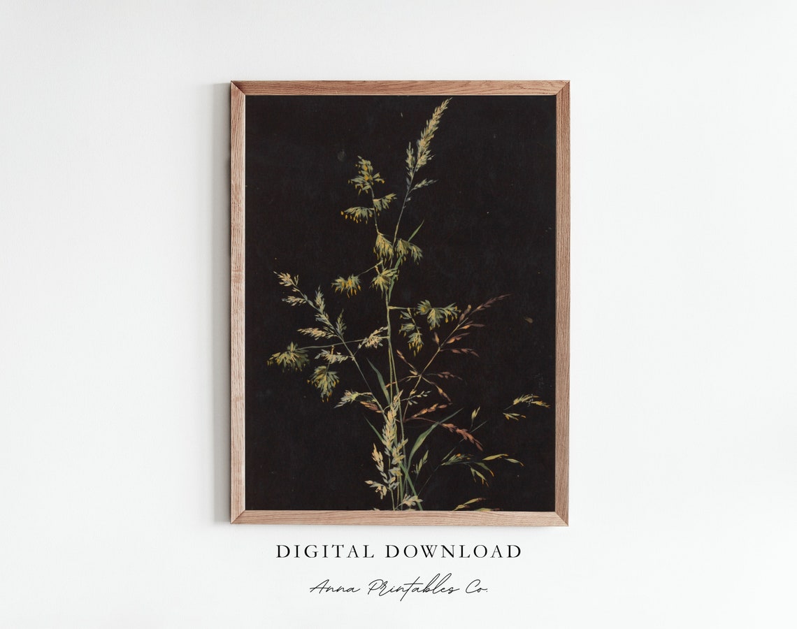 Wild Grass Stems on a Black Background Moody Botanical Poster