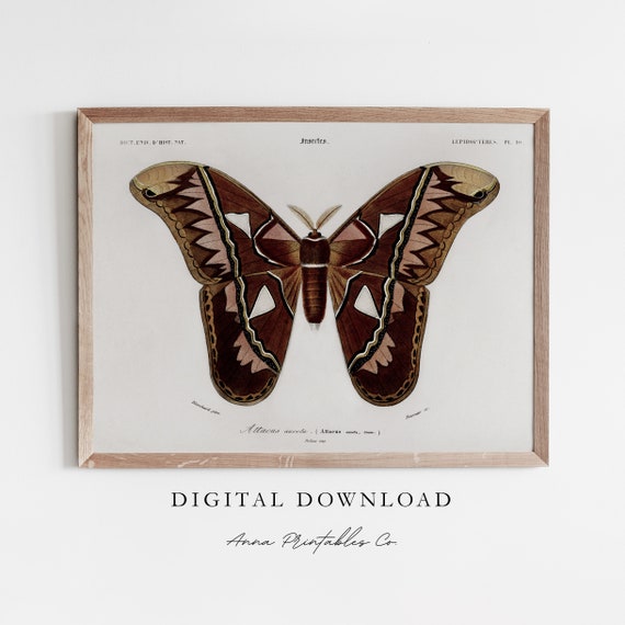 Atlas Moth Vintage Insect Illustration Print For Dark Academia Aesthetic Wall Art Scientific Animal Drawing