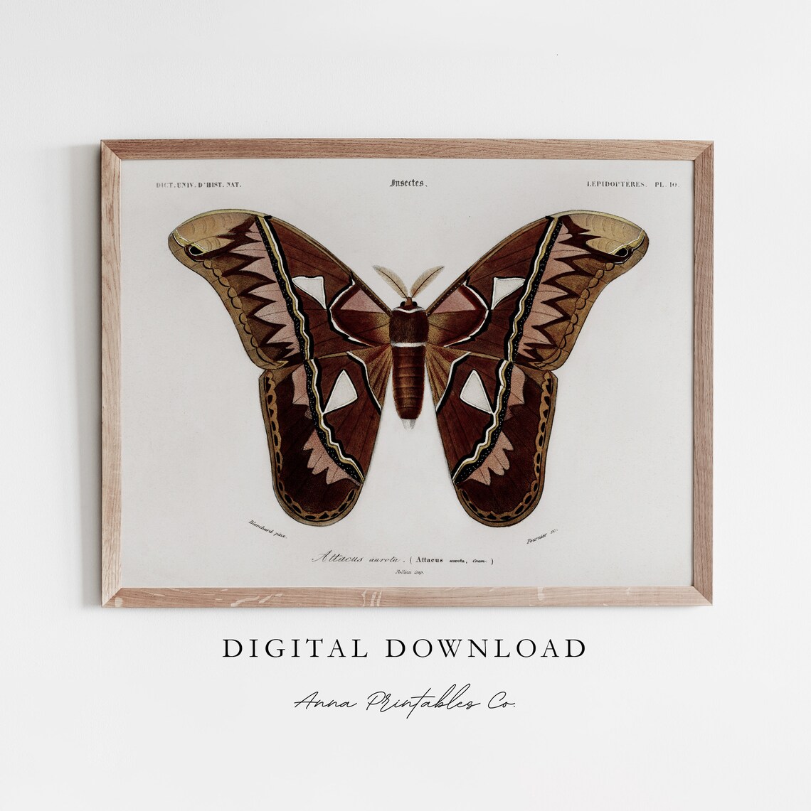 Atlas Moth Vintage Insect Illustration Antique Entomology Art Poster