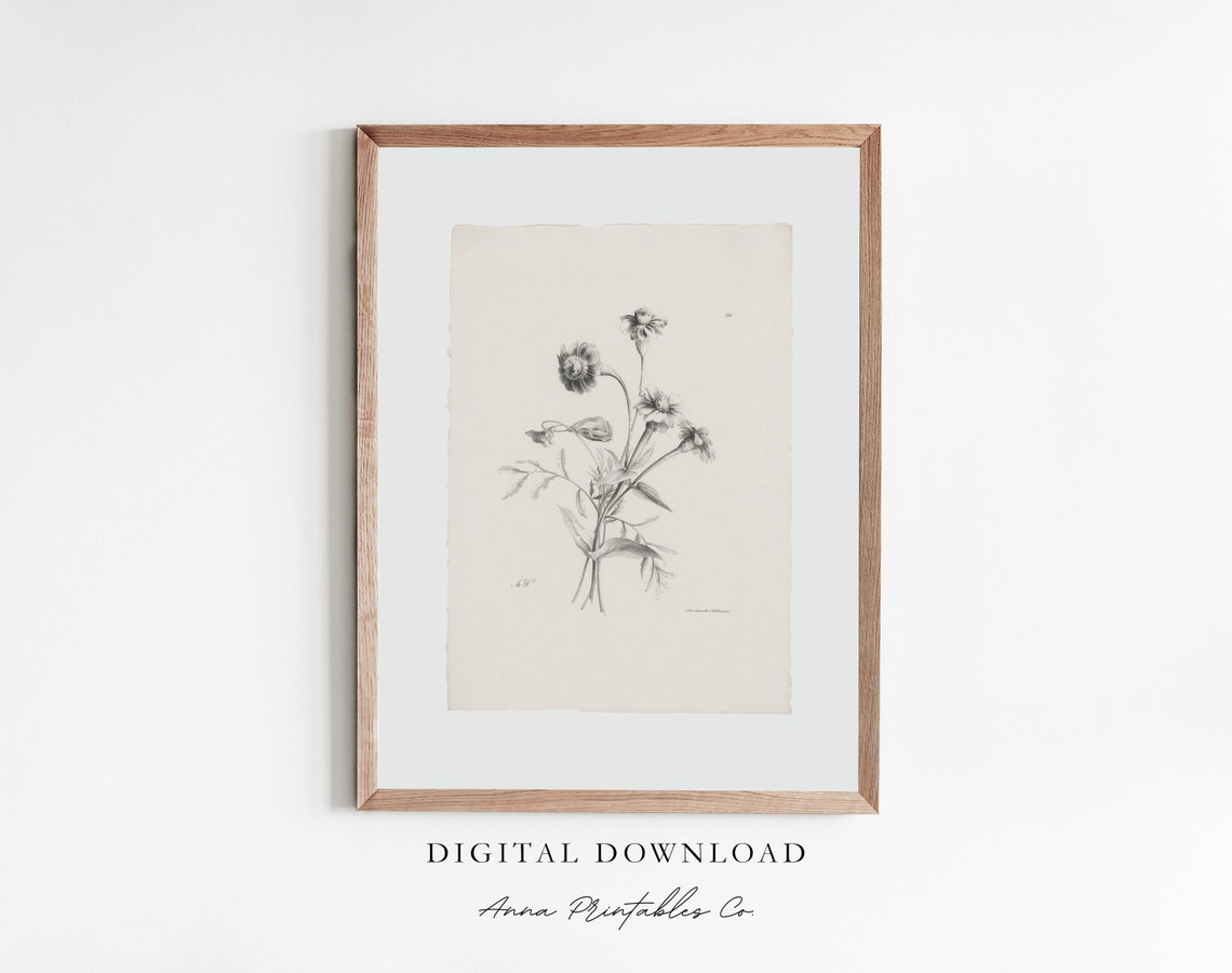 Minimal Charcoal Flower Sketch Delicate Wildflower Etching Print