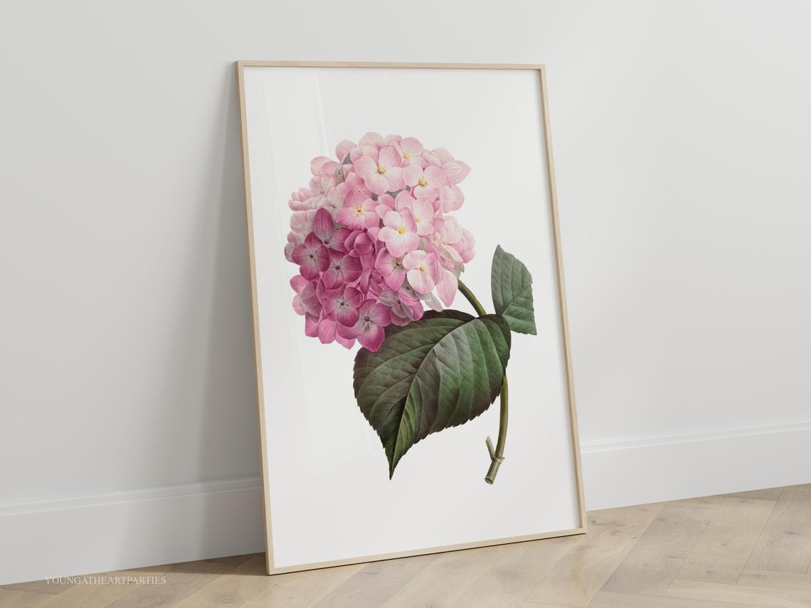 Pink Hydrangea Vintage Botanical Illustration Framed Wall Art - Image 3