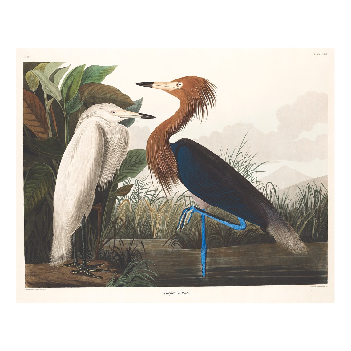 Purple Heron Audubon Vintage Bird Print, Coastal - Image 4
