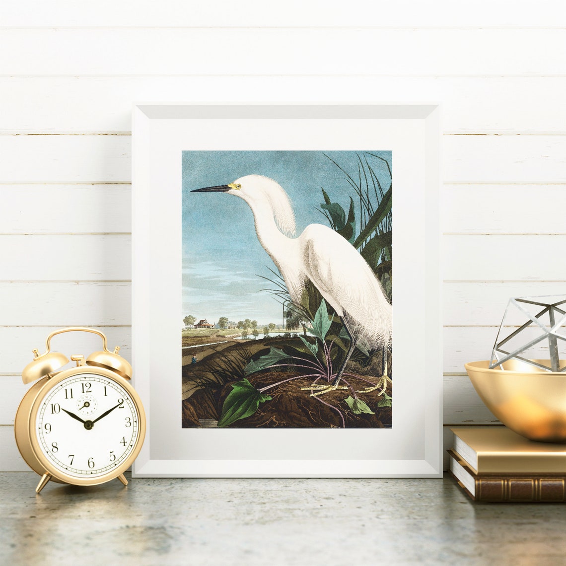Vintage Snowy Egret White Heron Coastal Bird Natural History Poster - Image 3