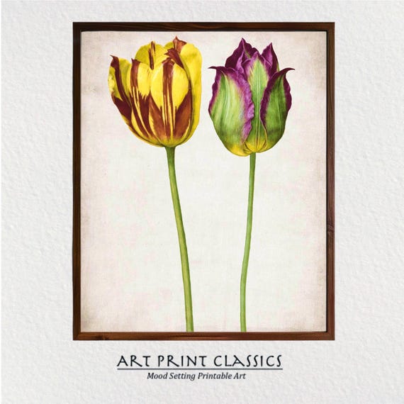 Tulips Vintage Botanical Art Print, French Country