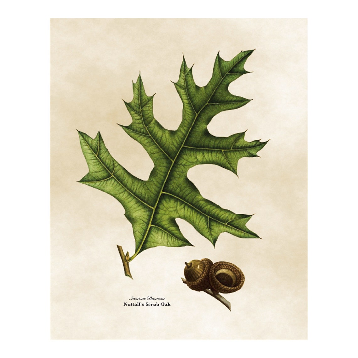 Vintage Nuttalls Scrub Oak Botanical Illustration Leaf Acorn Poster - Image 4