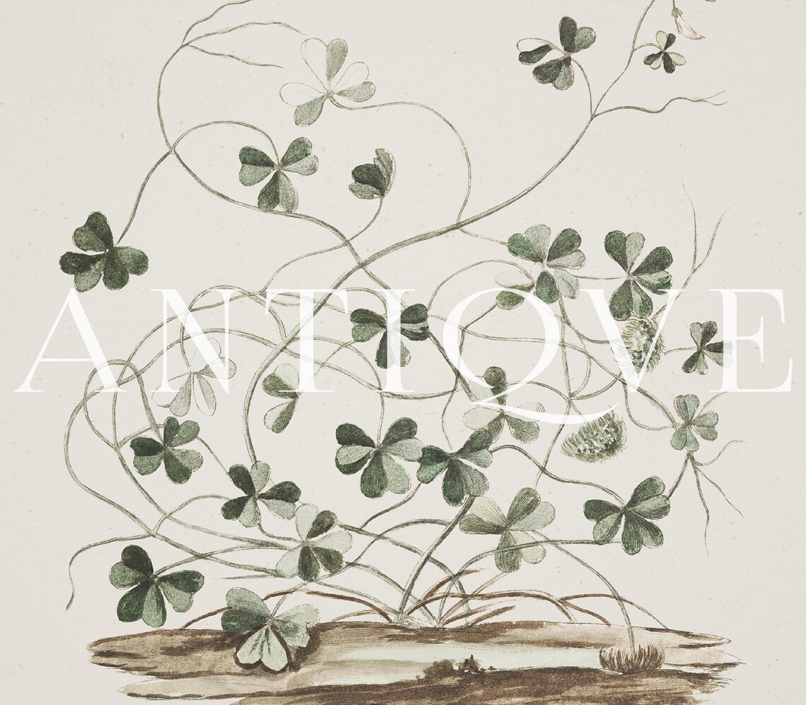 Vintage Shamrock Art Print, Irish Home Decor - Image 2