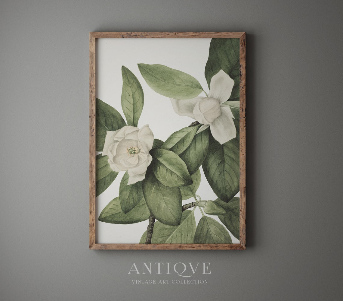 White Magnolia Blossoms Green Leaves Vintage Botanical Poster - Image 4