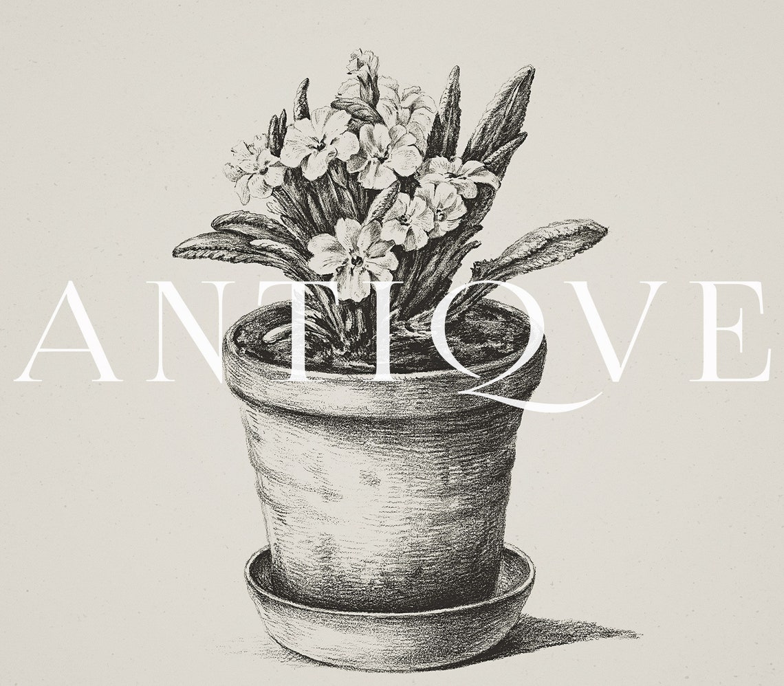 Potted Flower Plant Vintage Pencil Sketch Botanical Farmhouse Print - Image 3