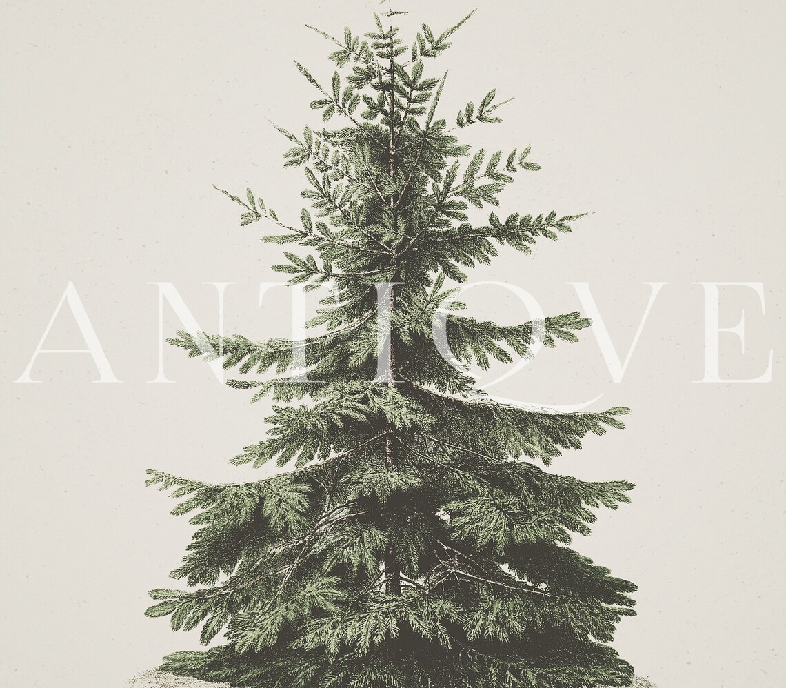 Vintage Fir Botanical Sketch Christmas Tree Art Print - Image 3