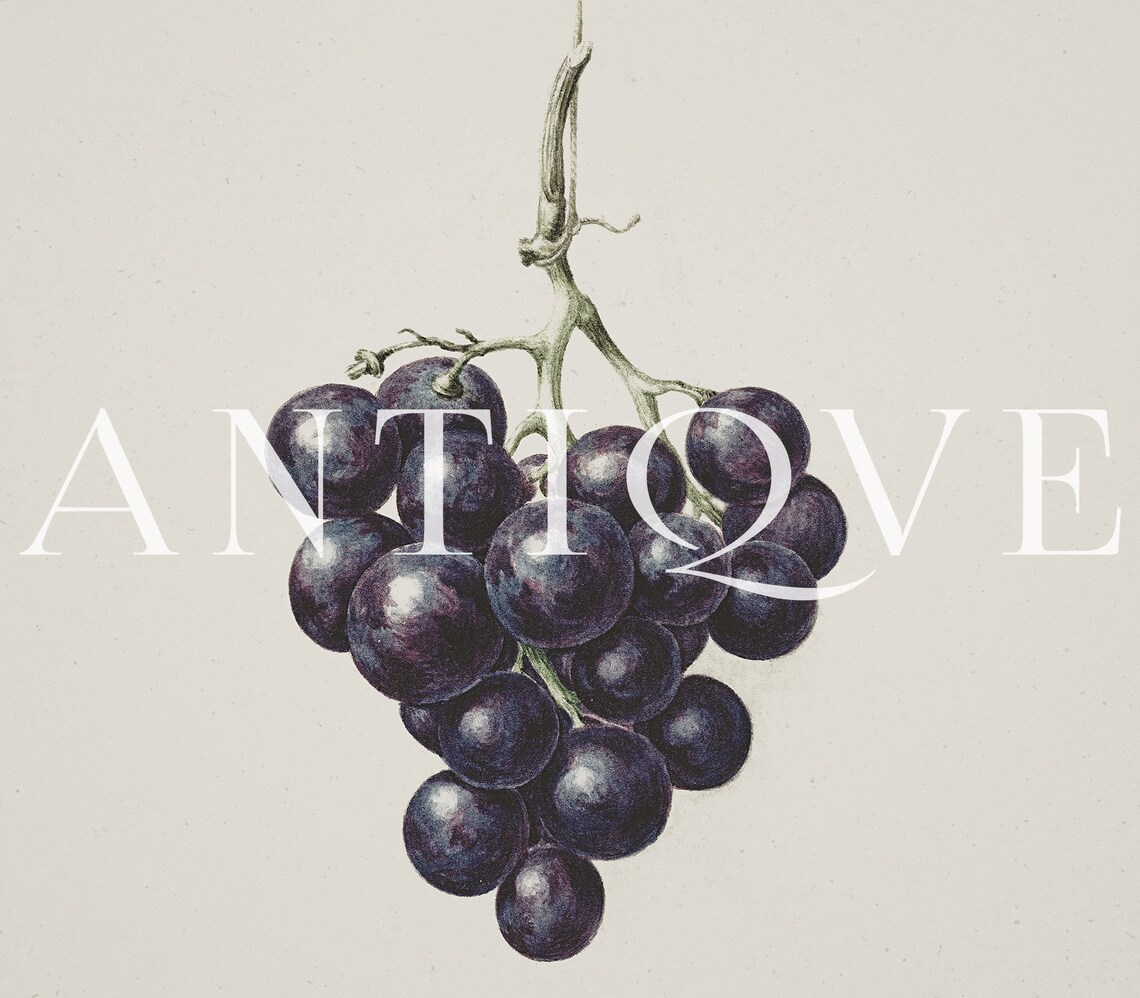 Vintage Grapes Sketch, Farmhouse Art Print - Image 4