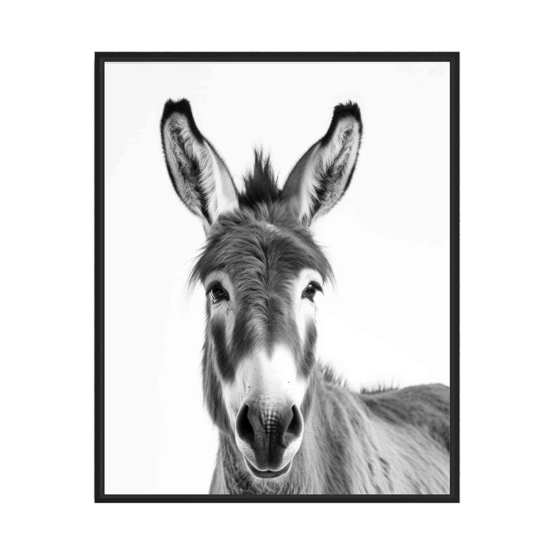 Donkey Black and White Long Eared Farm Animal Front Portrait Poster