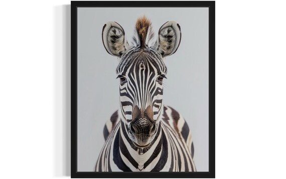 Curious Zebra Face Close-Up on Soft Gray Background Photo Poster