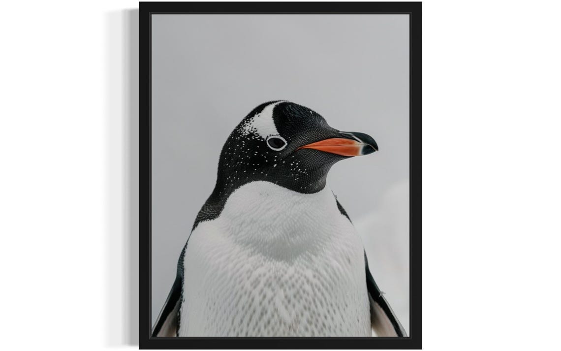 Elegant Gentoo Penguin Portrait on Gray Background Photo Poster