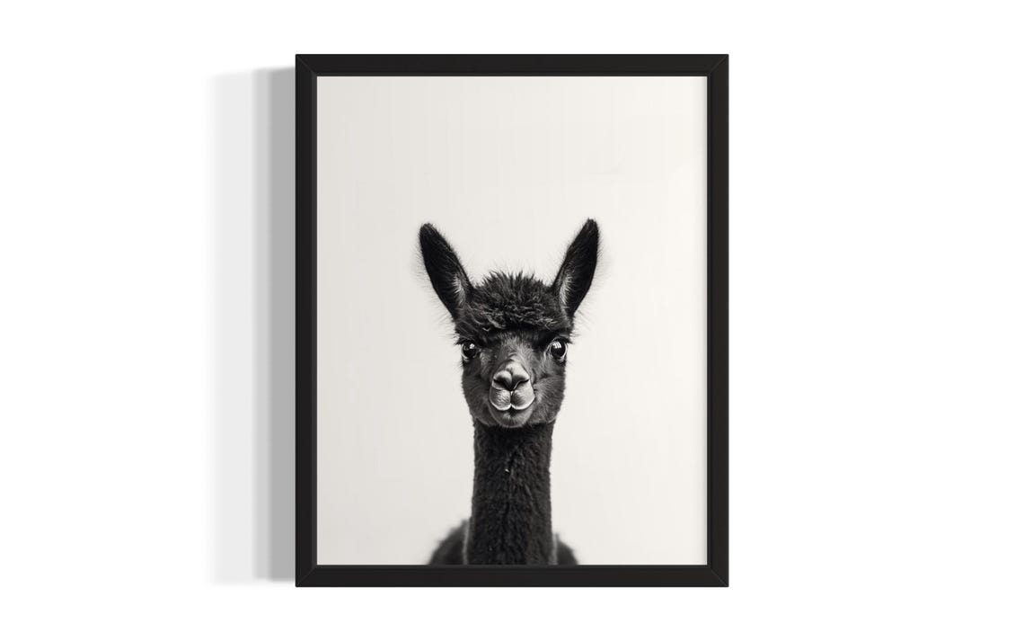 Baby Alpaca Portrait Black and White Fluffy Cria Nursery Poster