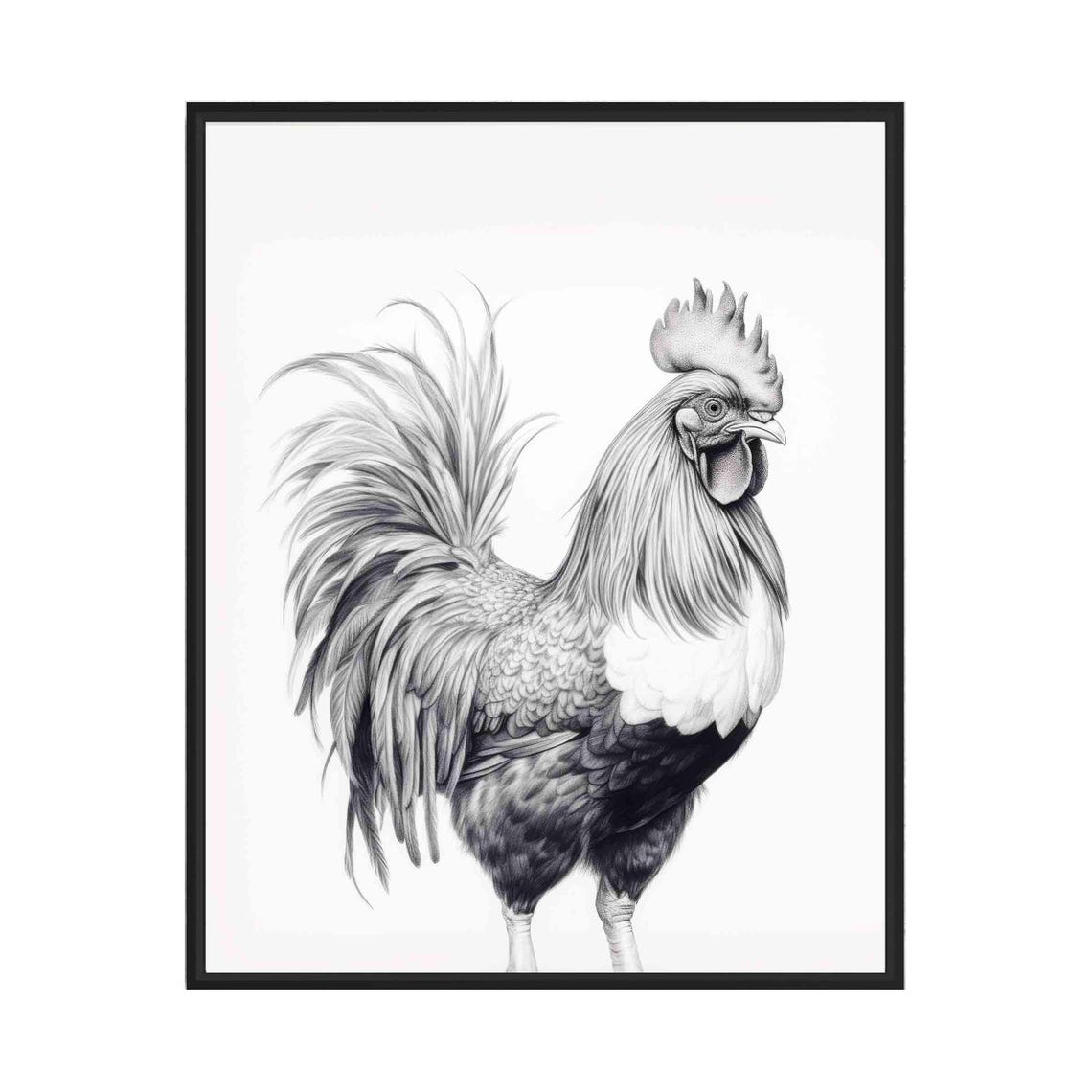 Rooster Black and White Farm Chicken Bird Portrait Art Poster