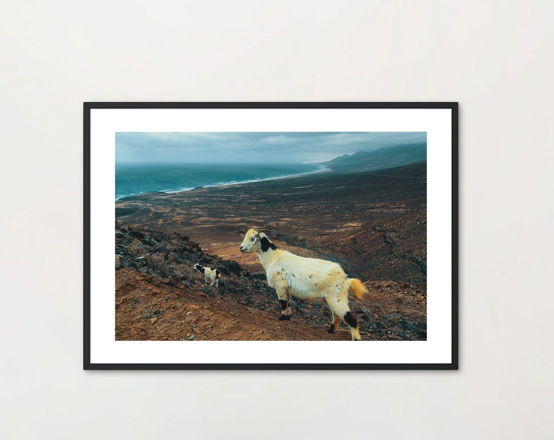 White Goat On Volcanic Hillside Above Ocean Wildlife Photo Print - Image 4