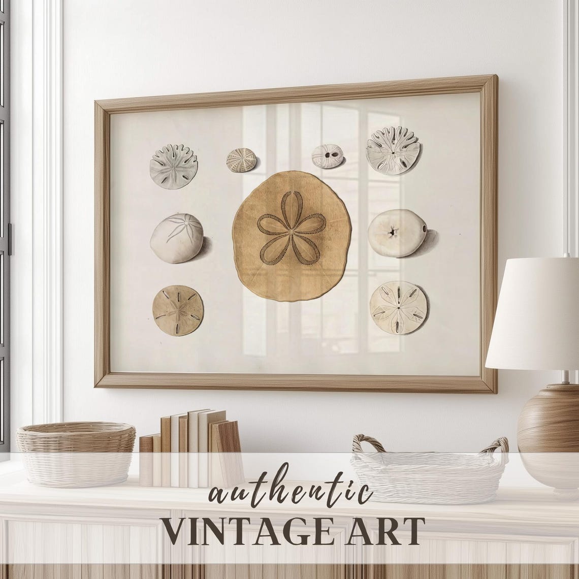 Vintage Sand Dollar Collection Coastal Shell Chart Neutral Poster - Image 2