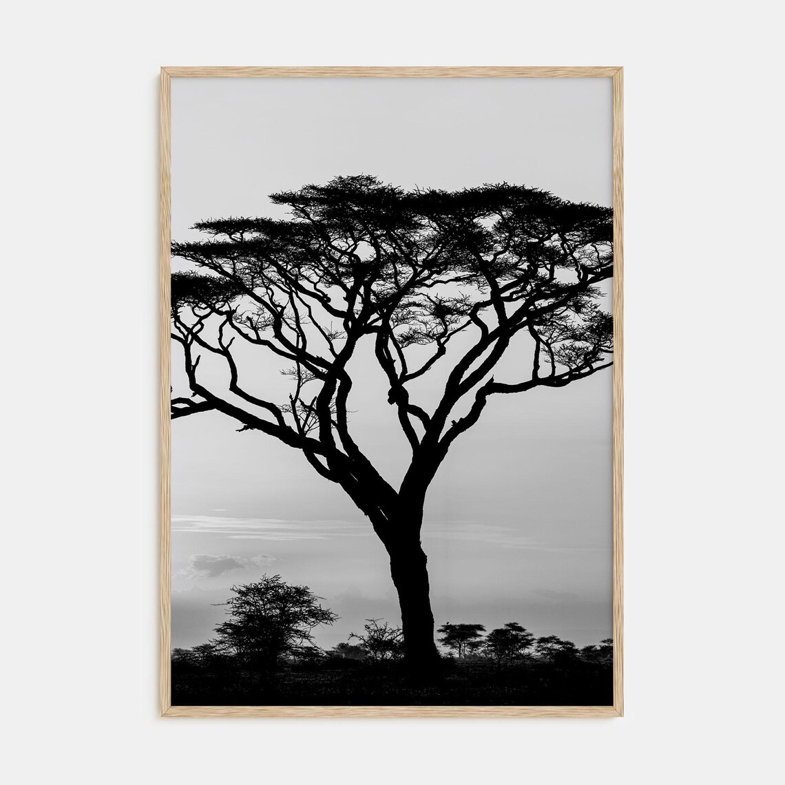 Acacia Tree Black and White Art Print, Minimalist