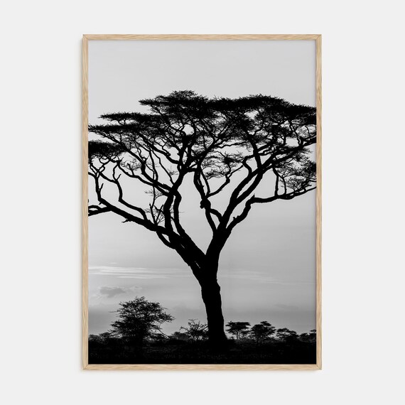 Acacia Tree Black and White Art Print, Minimalist