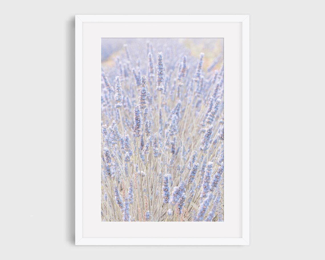 Lavender Field Photo, Provence France Travel Poster