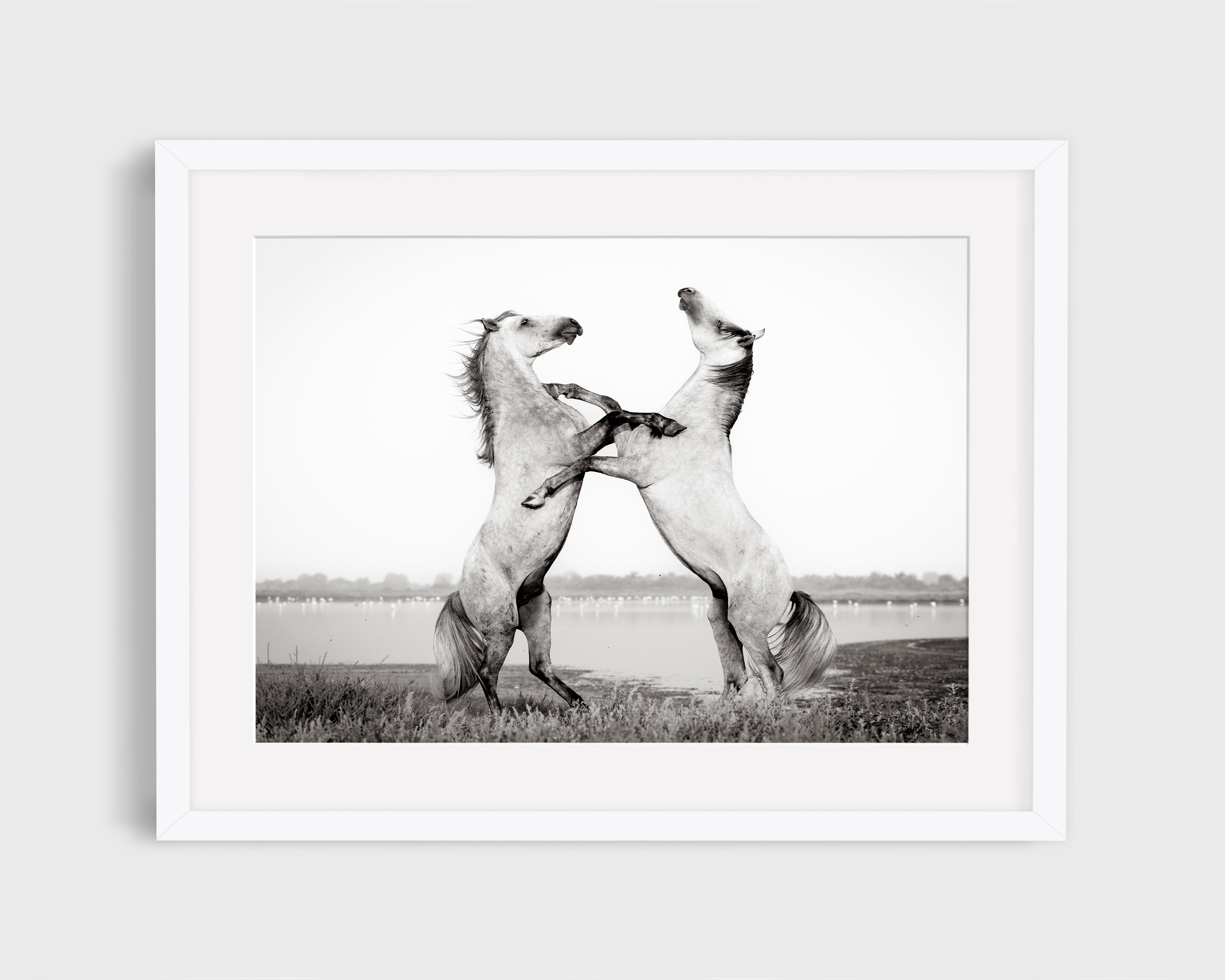 Wild Horse Photography Print, Camargue Horses