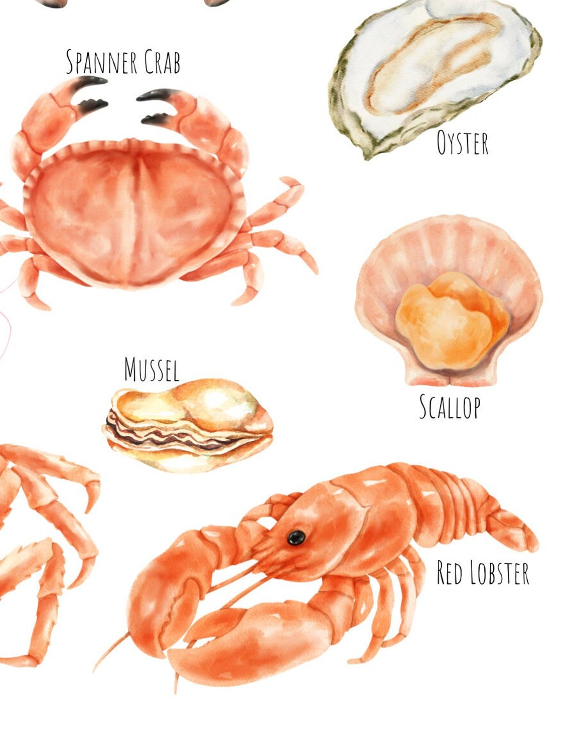 Watercolor Crustaceans Chart Crab Lobster Shrimp Oyster Art Poster - Image 4