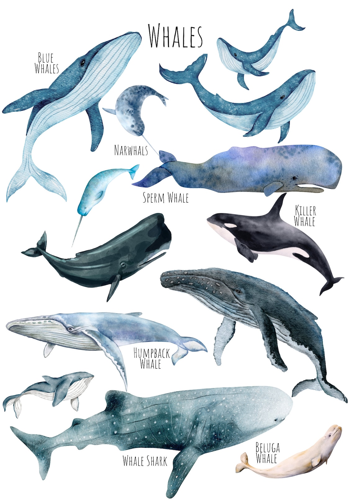 Whale Species Watercolor Chart with Blue and Humpback Whales Poster - Image 6