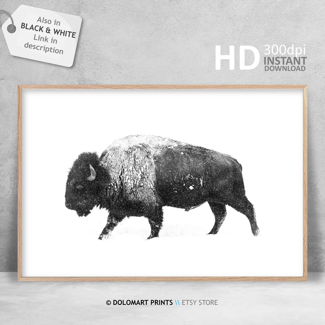 Bison Buffalo Wilderness Photography Art Print - Image 3