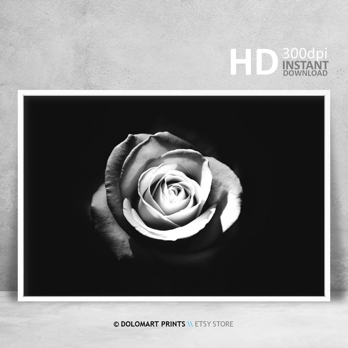 Black And White Rose Flower Close Up Dramatic Botanical Poster
