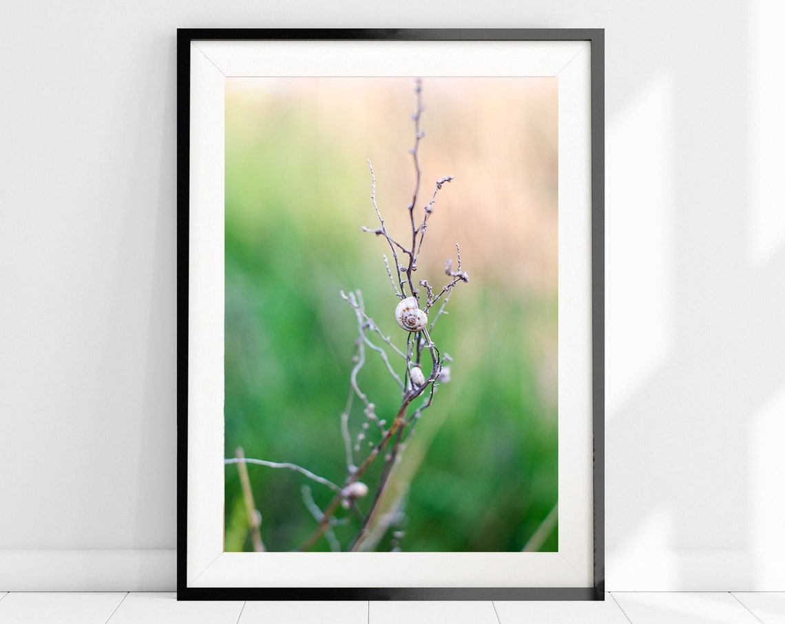 Snail Shell Resting On Bare Branch Macro Nature Photography Poster