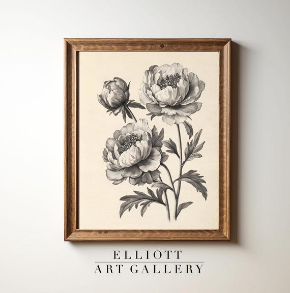 Antique Peony Sketch Botanical Art, Farmhouse Decor