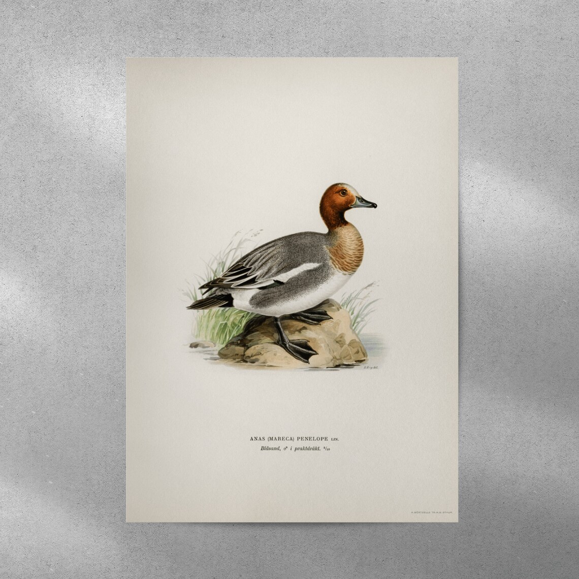 Wigeon Duck Bird Vintage Nature Art Print - Image 4