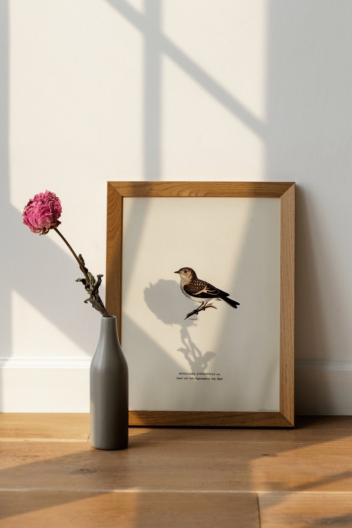 Classic Pied Flycatcher Vintage Ornithological Illustration Poster - Image 4