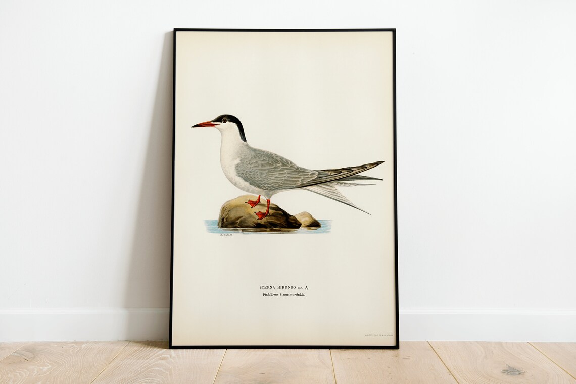 Common Tern Bird Art Print, Vintage Nature Decor