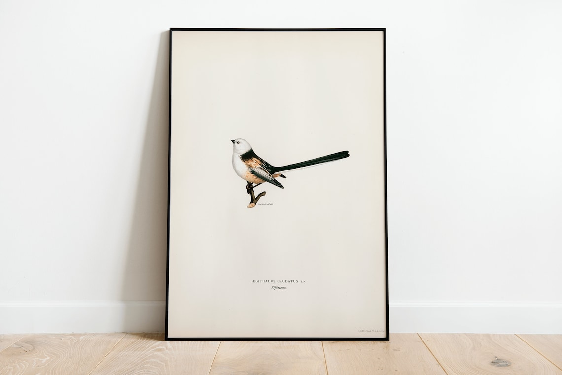 Long Tailed Tit Bird Vintage Nature Art Print