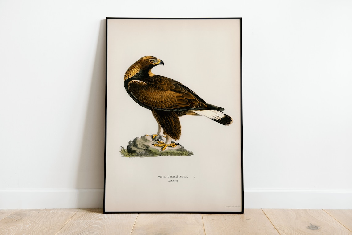 Golden Eagle Vintage Naturalist Bird Of Prey Illustration Poster