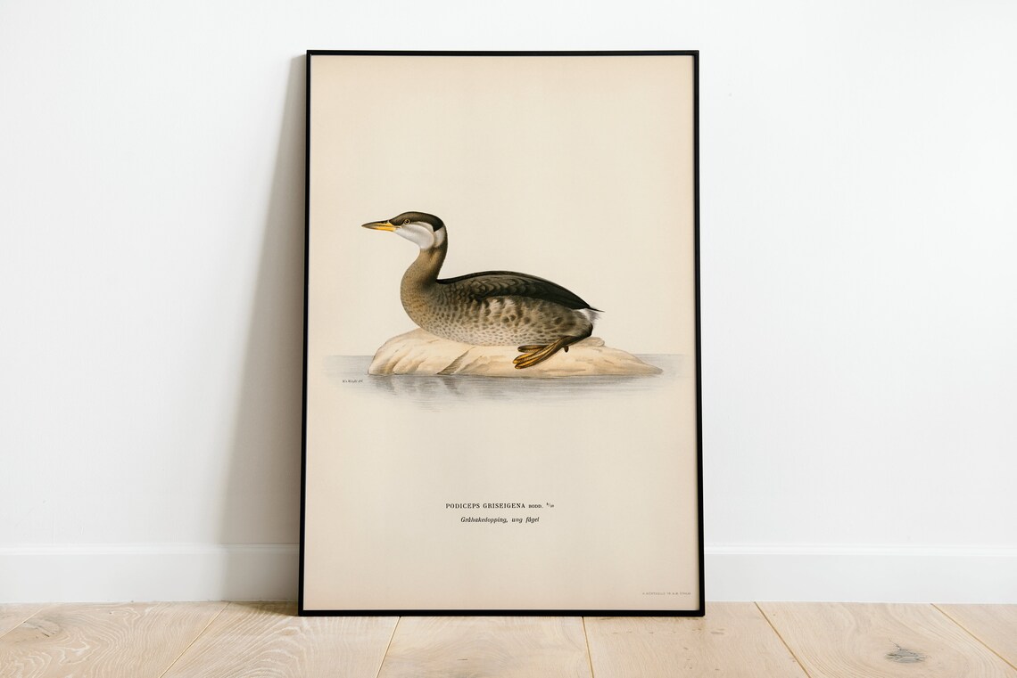 Red Necked Grebe Vintage Swedish Ornithology Waterbird Art Poster
