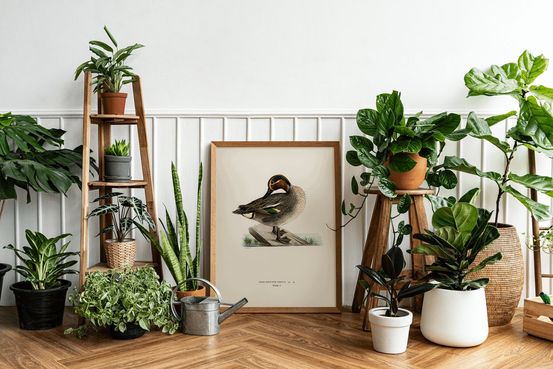 Vintage Teal Duck Ornithological Bird Study Classic Archival Print - Image 3