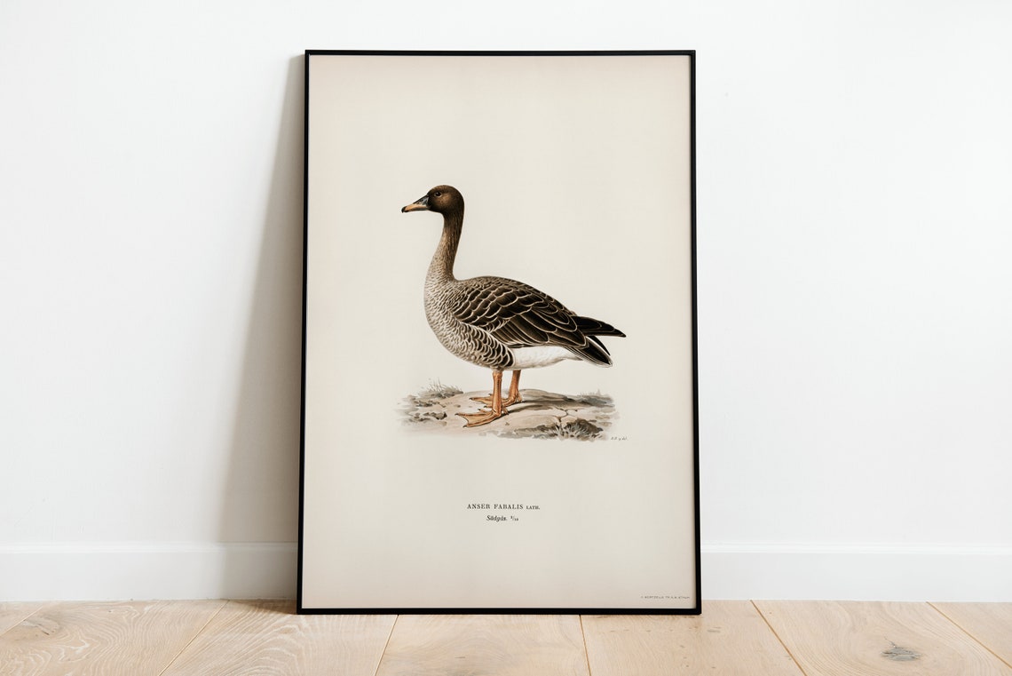 Bean Goose Wild Goose Vintage Bird Illustration Archival Poster