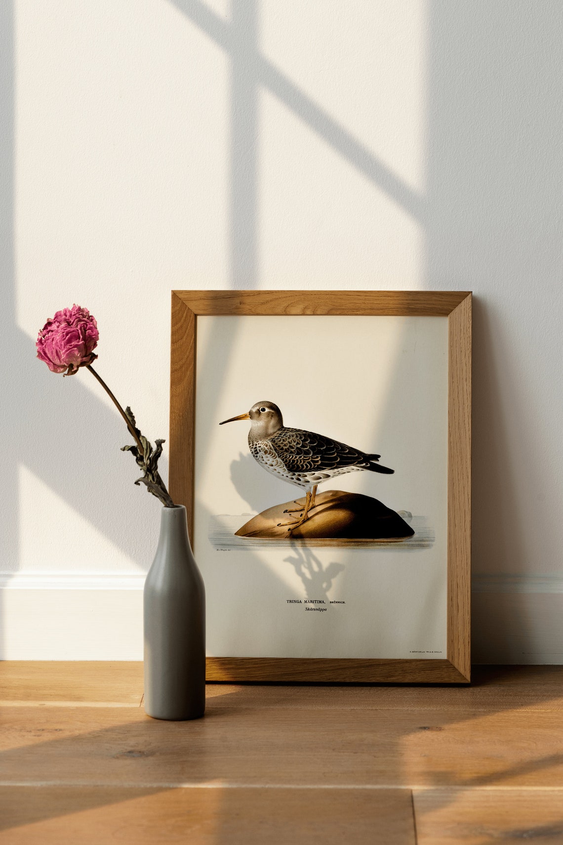 Purple Sandpiper Vintage Ornithological Bird Illustration Poster - Image 4