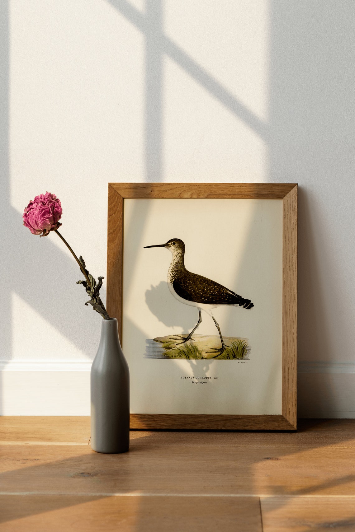 Green Sandpiper Totanus Ochropus Vintage Bird Illustration Poster - Image 4
