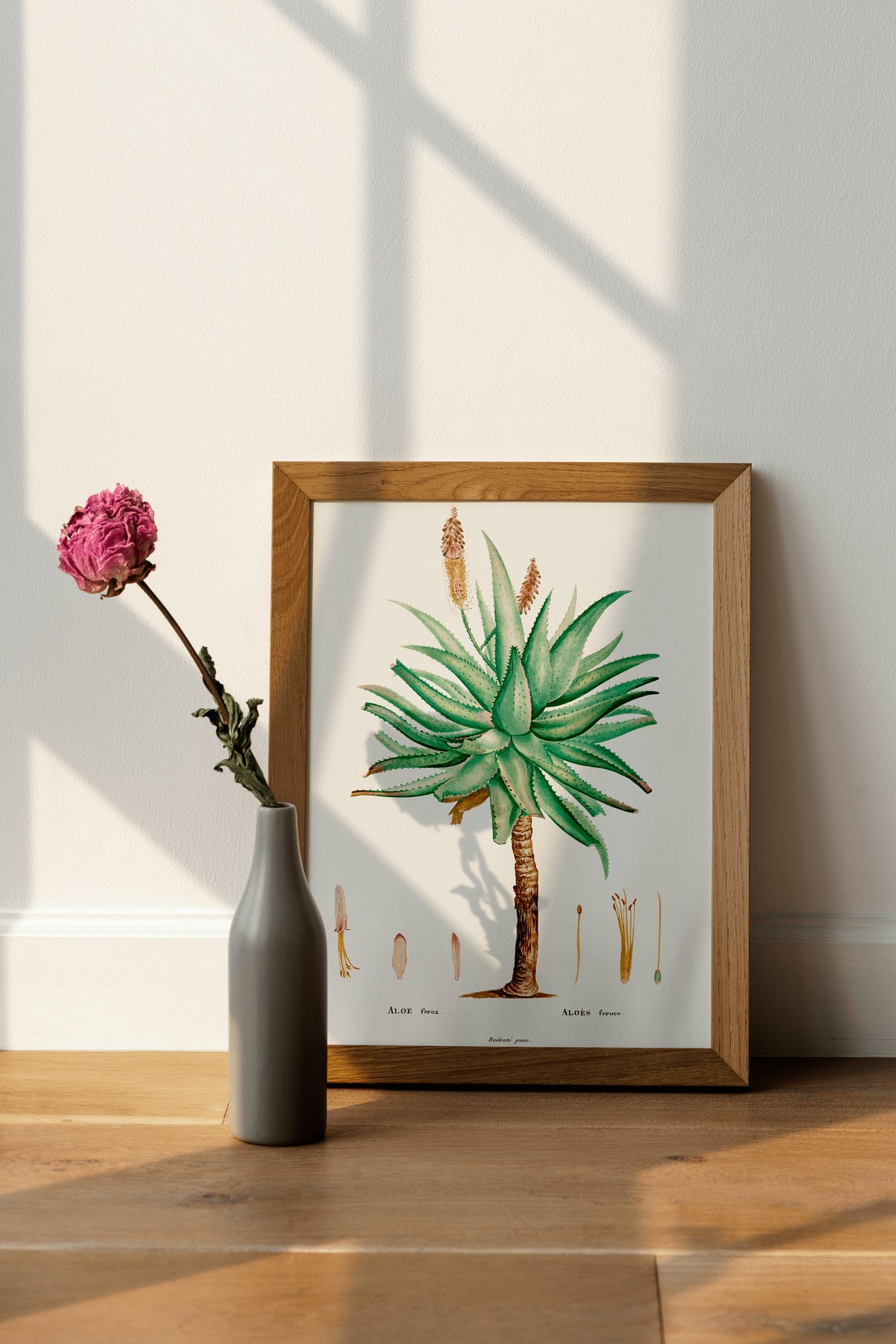 Aloe Ferox Vintage Botanical Illustration Succulent Plant Wall Poster - Image 4